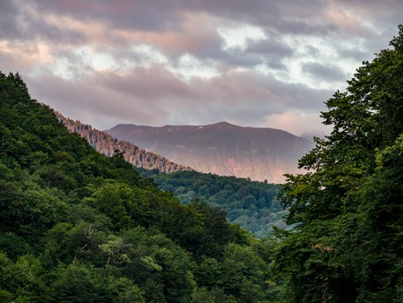 Beautiful pink sunset in the mountains on a summer cloudy day. Thick green forest in front of the mountains.の写真素材