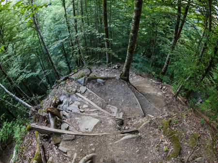 Tourist path in the summer mountain forest. Thick green forest.の写真素材