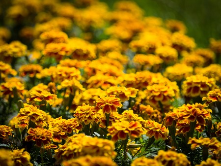 Flowerbed yellow-orange colors Tagetes or marigolds. Background image.の写真素材