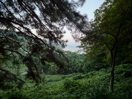 View of the seacoast with residential buildings through tree branches. Sunset on the seashore.の写真素材