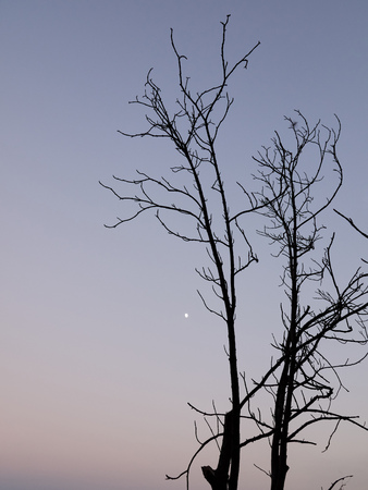 Old dry tree without leaves on the background of a beautiful sunset sky. Copy space backgroundの写真素材