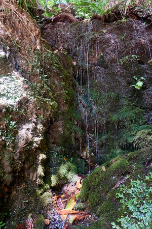 Small streams of water flow down the moss-covered slope. Green vegetation in the summer forest.の写真素材