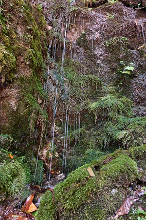 Small streams of water flow down the moss-covered slope. Green vegetation in the summer forest.の写真素材