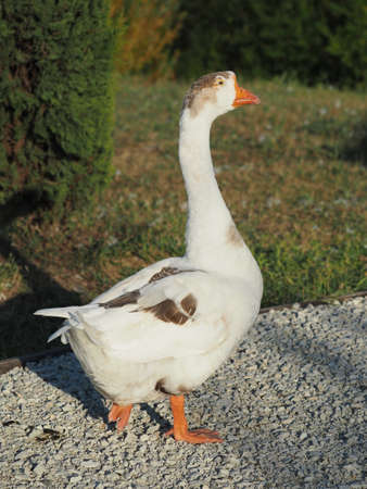 Greylag goose is walking along a path of pebbles.の写真素材
