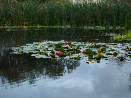 Water lilies in a small swamp. Swamp on the outskirts of the city.の写真素材
