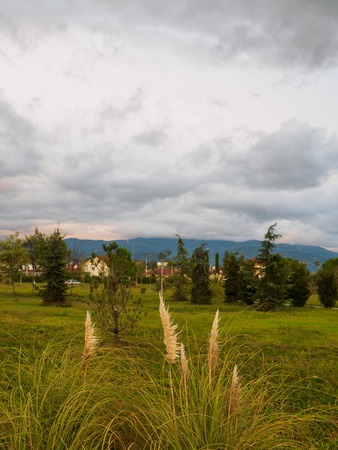 Tall grass on the background of a deserted park during sunset. Thick clouds in the dramatic sunset sky.の写真素材
