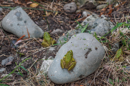 Several frogs are sitting on the rocks on the shore of a lake or swamp.の写真素材