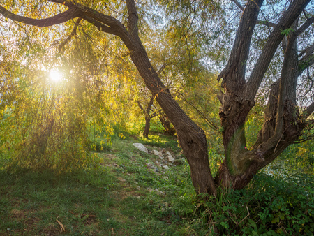 Beautiful sunset in the park on the shore of the pond. The sun can be seen through the willow leaves at sunset.の写真素材