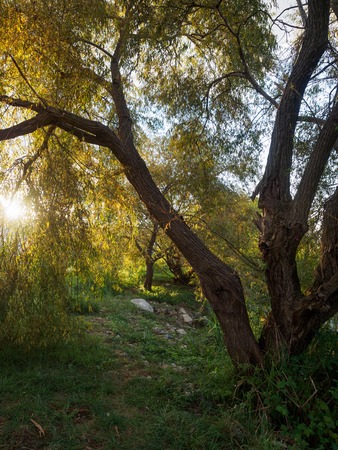 Beautiful sunset in the park on the shore of the pond. The sun can be seen through the willow leaves at sunset.の写真素材