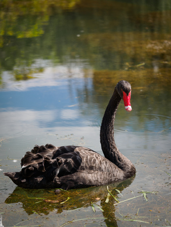 A black swan with a red beak is swimming in a pond with clear water. Cygnus atratusの写真素材