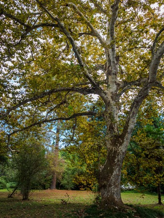 Maple with yellow leaves against a blue cloudy sky. City park in the autumn.の写真素材
