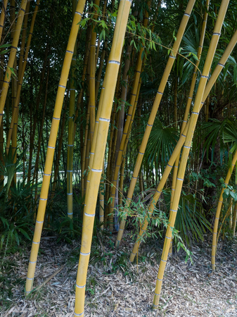 High thickets of bamboo. Thick bamboo stalks with leaves.の写真素材