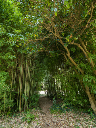 High thickets of bamboo. Thick bamboo stalks with leaves.の写真素材