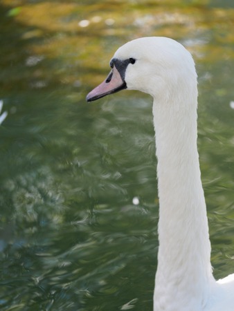 The neck and head of a white swan swimming in a pond. Cygnus olorの写真素材