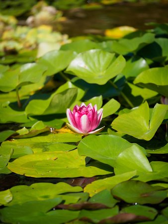 Pink water lily in the pond. The green leaves of the water lily are floating in the pond.の写真素材