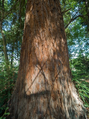 The trunk and bark of evergreen Sequoia. Sequoia sempervirens, redwood.の写真素材