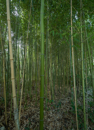 High thickets of bamboo. Thick bamboo stalks with leaves.の写真素材