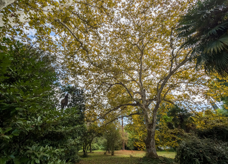 Maple with yellow leaves against a blue cloudy sky. City park in the autumn.の写真素材