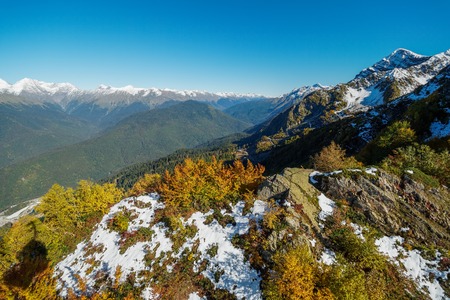 Green and yellow trees on a high snowy mountainside. Blue sunny sky.の写真素材