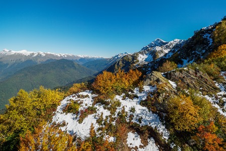 Green and yellow trees on a high snowy mountainside. Blue sunny sky.の写真素材