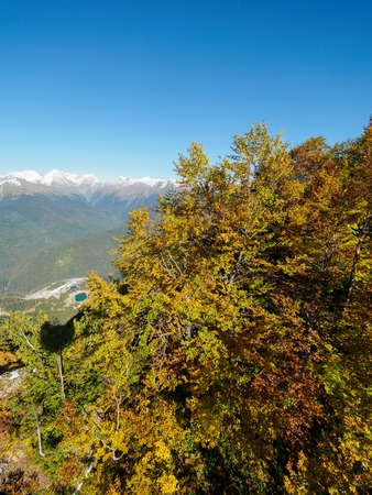 Green and yellow trees on a high snowy mountainside. Blue sunny sky.の写真素材