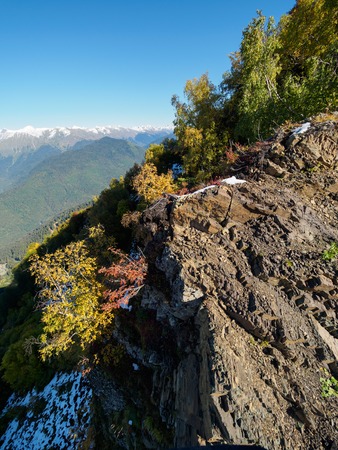 Green and yellow trees on a high snowy mountainside. Blue sunny sky.の写真素材