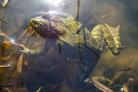 Green frog with tadpoles in water, close-up.の写真素材