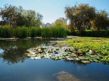 Water lilies in a small swamp. Swamp on the outskirts of the city.の写真素材