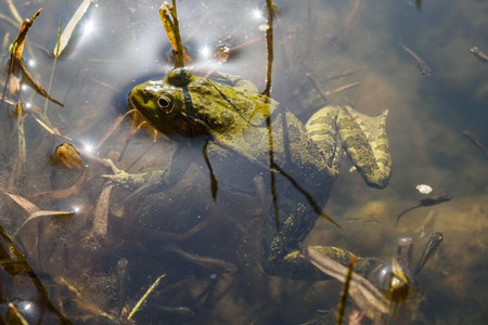 Green frog with tadpoles in water, close-up.の写真素材