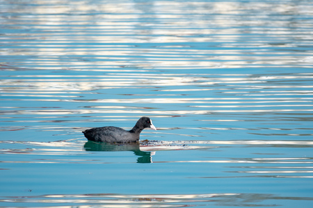 Black duck Eurasian coot Fulica atra is swimming in calm blue water.の写真素材