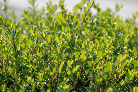 Green bushes with trimmed branches and young leaves. Background image.の写真素材