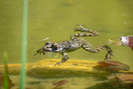 A large green frog swims in the marsh. Detailed image of a frog in water.の写真素材