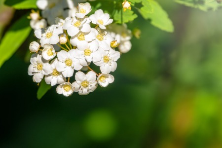 Bright little white lush flowers with a blurred background. Background image.の写真素材