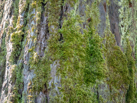 Old pine trunk covered with moss. Seamless tree bark background.の写真素材