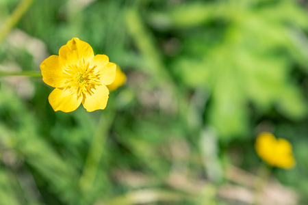 Yellow flower of buttercup mountain Ranunculus montanus. Yellow flower with blured background.の写真素材
