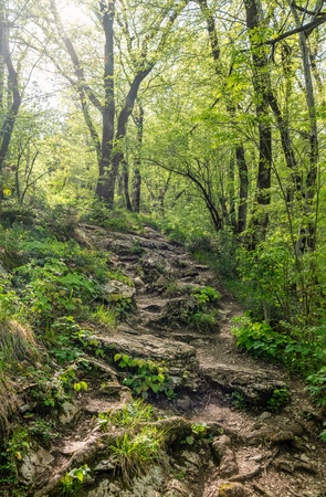 The rocky slope of the mountain is made of limestone surrounded by green trees. Sunset in the forest. Tourist trail in the forest illuminated by the setting sun. Mountain path in the forest.の写真素材