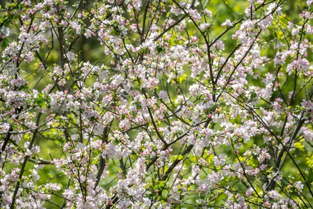 Branches of apple trees with thick white flowers blooming. Background image.の写真素材