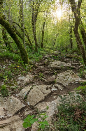 The rocky slope of the mountain is made of limestone surrounded by green trees. Sunset in the forest. Tourist trail in the forest illuminated by the setting sun. Mountain path in the forest.の写真素材