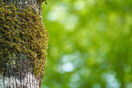 Moss-covered tree trunk with blurred green background. Green moss on defocused bokeh background....