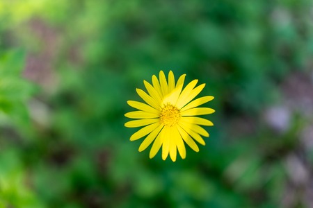 Yellow Doronicum flower Yellow Chamomile on blurred green background. Spring colors. Copy space backgroundの写真素材