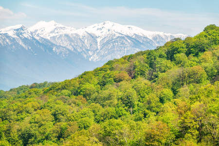 Thick forest in a green valley. Snow capped mountains visible on the horizon. Spring colorsの写真素材