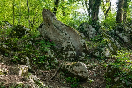 A pile of large stones in the forest, overgrown with moss, grass and trees. Stone backgroundの写真素材