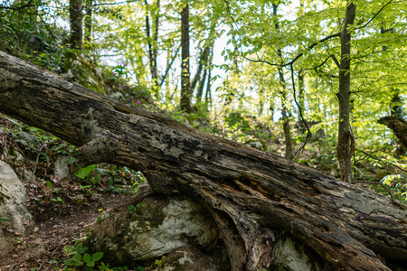 An old rotten tree lies on a tourist trail in the forest.の写真素材