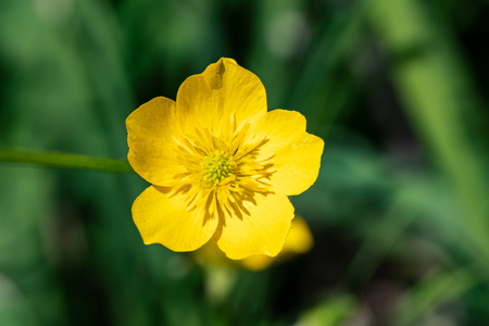 Yellow flower of buttercup mountain Ranunculus montanus. Yellow flower with blured background.の写真素材