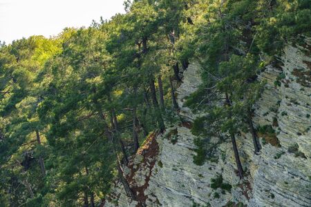 Rocky cliff in dense green forest. Spring colors in the mountain forest. Natural background. Spring season.の写真素材
