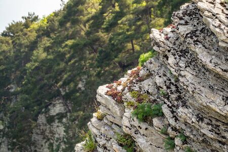 Rocky cliff in dense green forest. Spring colors in the mountain forest. Natural background. Spring season.の写真素材