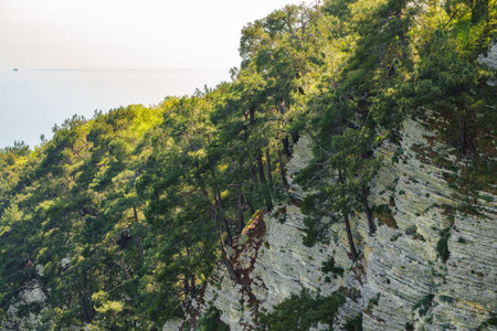 Rocky cliff in dense green forest. Spring colors in the mountain forest. The sea is visible on the...
