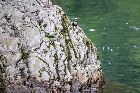 Small black and white bird of the northern wheatear or wheatear, lat. Oenanthe oenanthe sits on a cliff on the bank of a transparent turquoise river.の写真素材