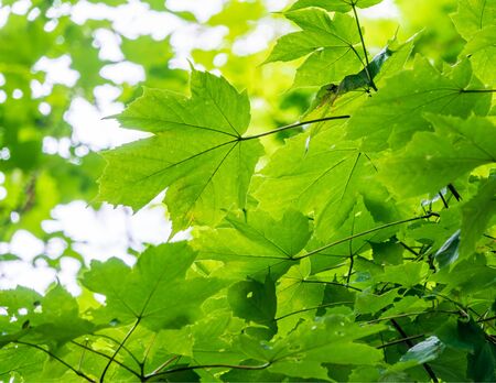 Branches of maple with green leaves lit by the setting sun.の写真素材