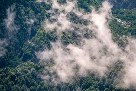 Thick green forest on a hillside in the morning mist. Green mountain forest in spring or summer. Cloudy weather in the mountain forest. Trees in the fog.の写真素材